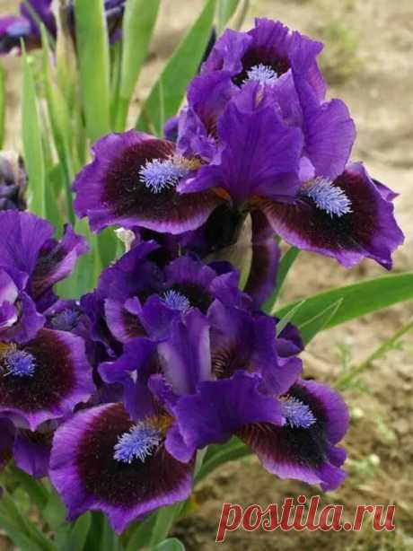 Iris Smart (Germanica Miniature, Dwarf Bearded Iris) purple Flowers perennials, Flowers и Perennials в Яндекс.Коллекциях
