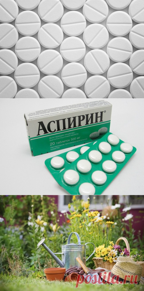 Чудесный эффект от аспирина, закопанного в огороде