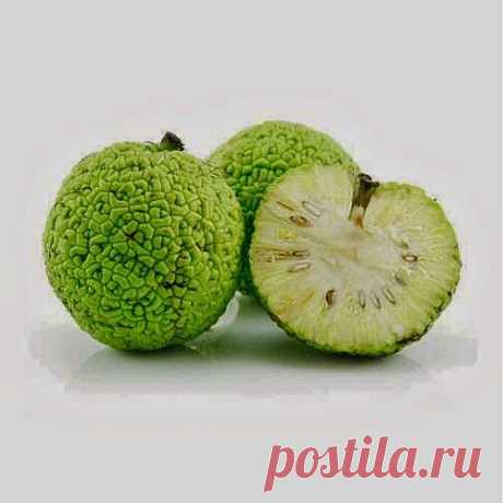 Ай да маклюра! | Друг пенсионера
Будучи в прошлом году в Крыму, я решила приобрести некоторые виды крымских лекарственных трав. Недалеко от Евпатории нашла я дерево маклюры с зеленовато-желтыми плодами, похожими на апельсины.