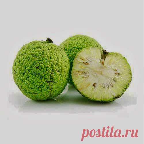 Ай да маклюра! | Друг пенсионера
Будучи в прошлом году в Крыму, я ре­шила приобрести некоторые виды крымских лекарственных трав. Недале­ко от Евпатории нашла я дерево маклюры с зеленовато-желтыми плодами, похожими на апельсины.