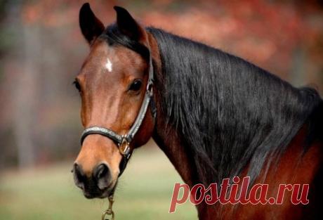 Ребёнка оставили в конюшне, а он расплакался: что сделала лошадь - Главное.io