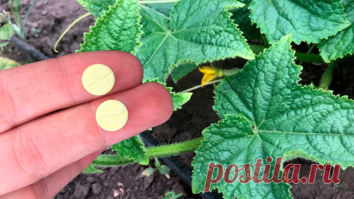 ГЕНЕРАЛЬСКИЙ САД | 2 таблетки и огурцы не болеют, обильно плодоносят все лето. Эффективное средство для защиты огурцов и других культур