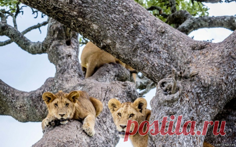 LIONS_TREE