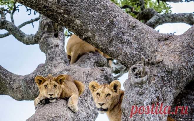 LIONS_TREE