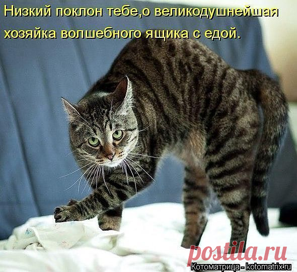 Котоматрица - пятничный позитив..