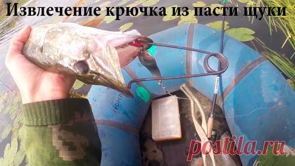 Извлечение крючка из пасти щуки Снятие щуки с крючка может явиться излишним стрессом как для рыбака, так и для рыбы.











 





Кевин Смит советует, как правильно действовать головой... и пальцами!













 





Начинаю…