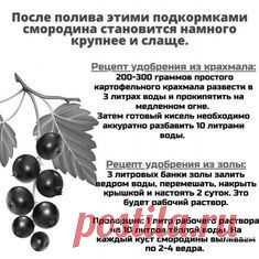 Пин содержит это изображение: Дневник дачника. Сад и огород