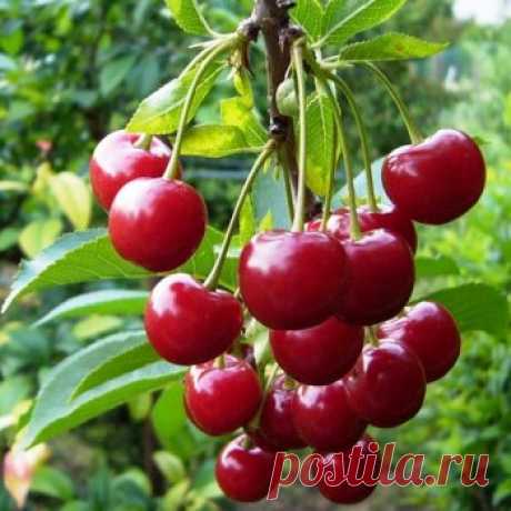 Вишня для Вашего сада — 6 соток