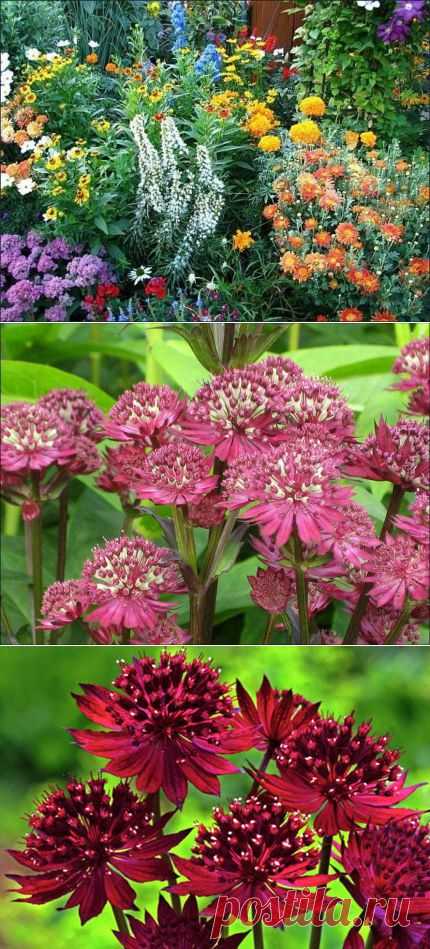 10 МНОГОЛЕТНИКОВ,ЦВЕТУЩИХ ВСЁ ЛЕТО!... | Самоцветик