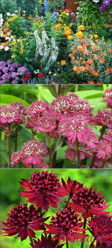 10 МНОГОЛЕТНИКОВ,ЦВЕТУЩИХ ВСЁ ЛЕТО!... | Самоцветик