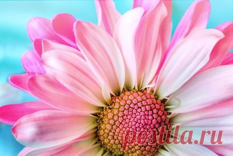 Flower - Free pictures on Pixabay