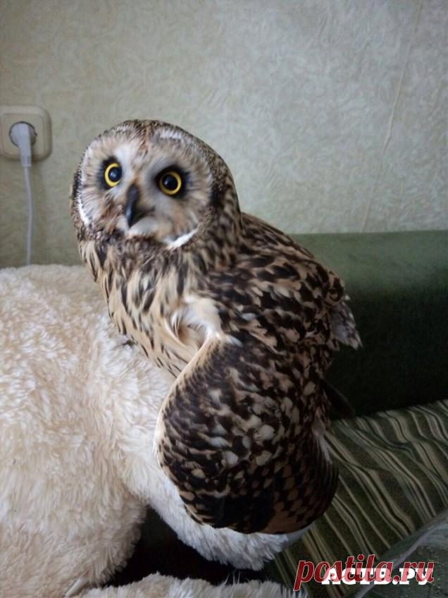 Молодую сову спасла жительница Южно-Сахалинска