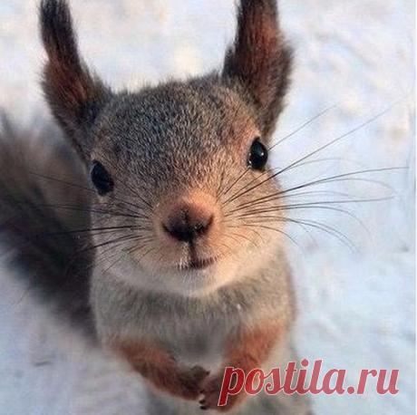 Само милейшество