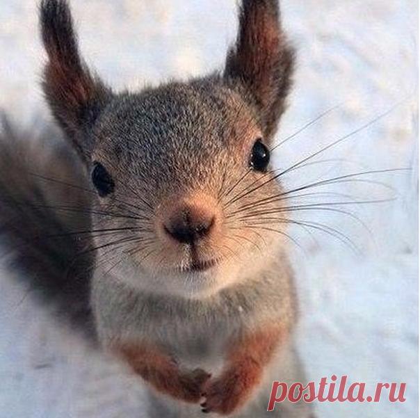 Само милейшество