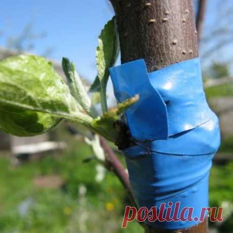 Семечковые и косточковые: выбираем правильный подвой