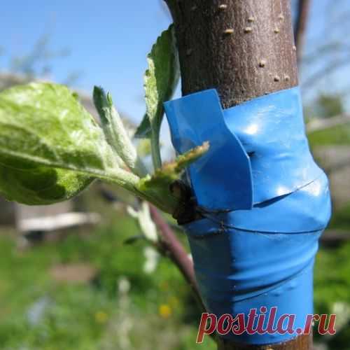 Семечковые и косточковые: выбираем правильный подвой