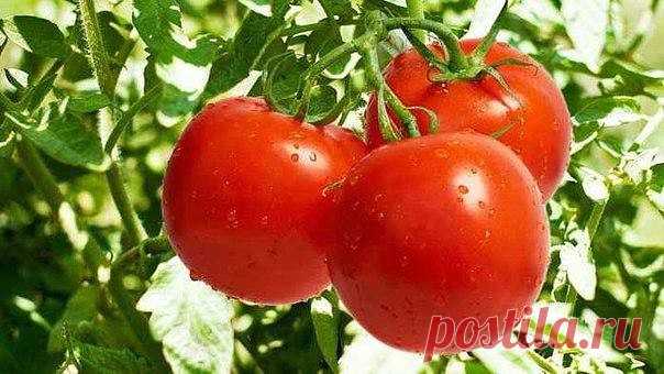 #ОвощеводствоПарники

Как получить по 50-60 помидоров с каждого куста. 
Один куст помидоров можно выращивать на двух корнях - и место экономится, и урожай будет обильнее. Таким образом можно получать с каждого куста до 50-60 хороших крупных помидор. Сорт при этом не имеет значения. 
 
Для этого в одну емкость сажают семена близко друг от друга - на расстоянии не более 1 см. 
 
Когда рассада подрастет и толщина стебля станет достаточно большой, острой бритвой снимают верхни...