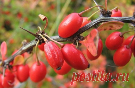 Как снять отёки без лекарств:Herb-Еco
Мочегонные травы при сердечной недостаточности должны не только помогать выводить лишнюю жидкость из организма, но и обладать способностью регулировать тонус сосудов - к ним относят пастушью сумку, рябину, сушеницу, барбарис, астрагал и арнику.