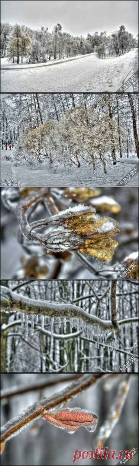 2010-12-26 - 1 - Бирюлёвский дендропарк. Гололёд