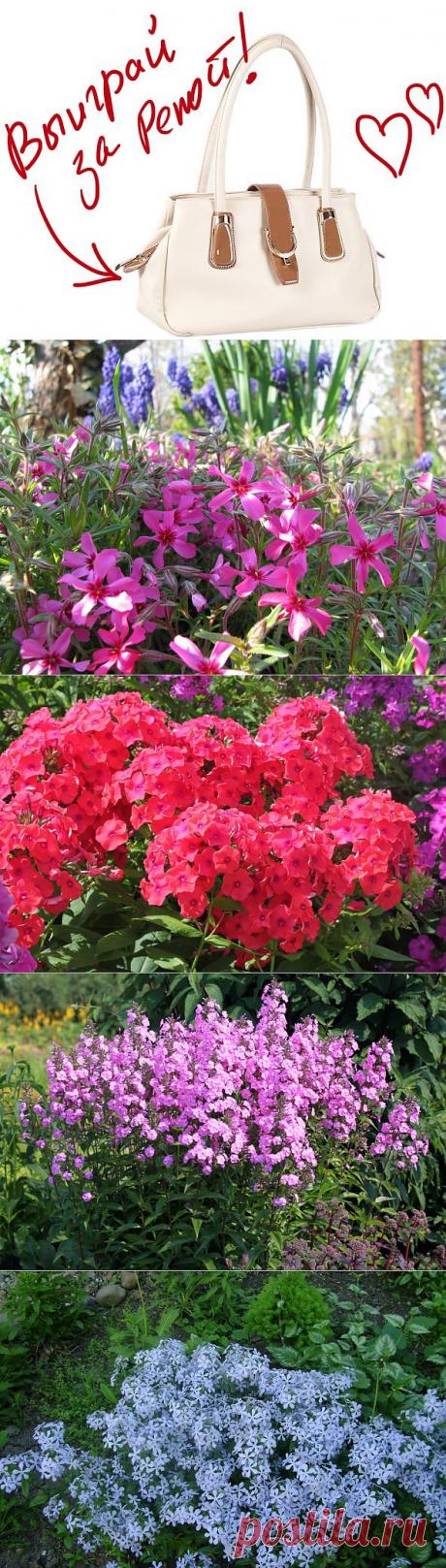 Флоксы – желанные гости для любого цветника!. Выиграйте стильную сумку от интернет-магазина Клуб Красоты, разместив любой пост с сайта 7dach.ru в Постиле. Чем больше постов - тем выше шансы. Розыгрыш состоится в понедельник, 16 декабря. В акции участвуют все посты, которые содержат этот текст и фото сумки!