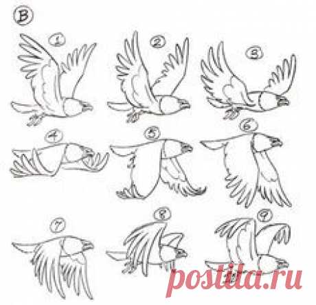 Рисунок. Полёт птицы. Поэтапно.