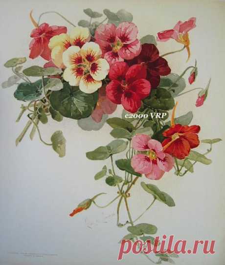 (723) Print FREE SHIP Summer Nasturtiums Flower Paul de Longpre CP75
