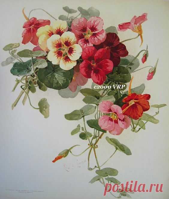(723) Print FREE SHIP Summer Nasturtiums Flower Paul de Longpre CP75