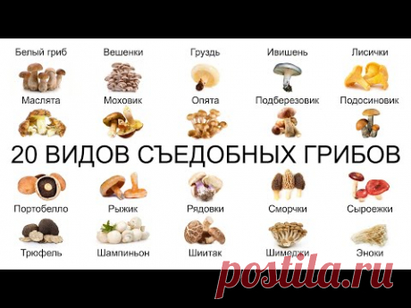 Топ 20 ВИДОВ СЪЕДОБНЫХ ГРИБОВ