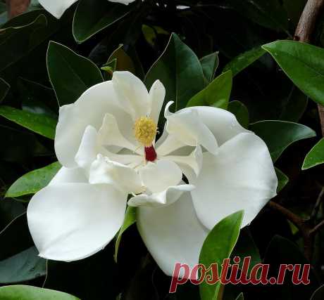 Fortune — «27.12.2011.Магнолия цветет...» на Яндекс.Фотках