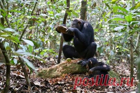 У шимпанзе обнаружили каменные орудия труда различных форм и размеров. Ученые идентифицировали множество каменных орудий труда, которые шимпанзе используют для раскалывания орехов. При этом у различных групп животных наблюдаются различия в использовании инструментов, которые отличаются размерами и формой в зависимости от употребляемых видов орехов.