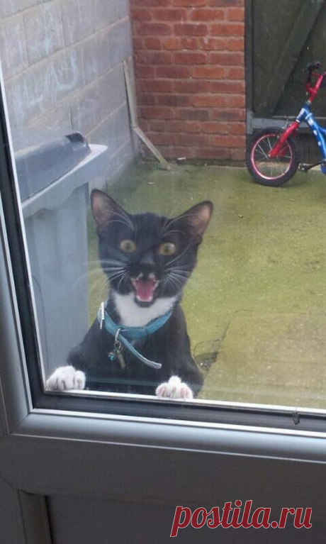 "Сдаюсь! Унесите меня домой!": Эти глаза кошек, которые вышли на улицу первый раз в жизни (+смешные фото) | Лариса Кречетова | Яндекс Дзен