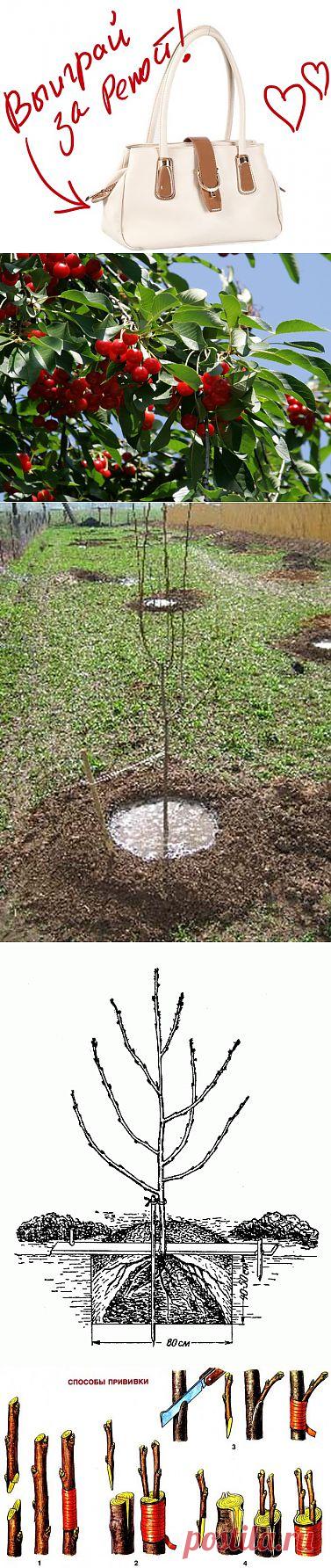 Вишня - посадка и остальные тонкости. Выиграйте стильную сумку от интернет-магазина Клуб Красоты, разместив любой пост с сайта 7dach.ru в Постиле. Чем больше постов - тем выше шансы. Розыгрыш состоится в понедельник, 16 декабря. В акции участвуют все посты, которые содержат этот текст и фото сумки!