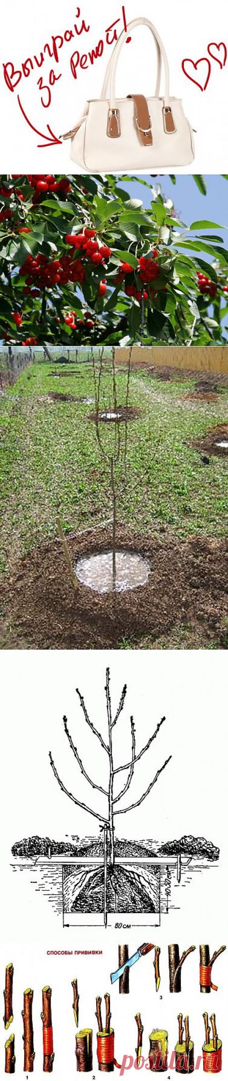 Вишня - посадка и остальные тонкости. Выиграйте стильную сумку от интернет-магазина Клуб Красоты, разместив любой пост с сайта 7dach.ru в Постиле. Чем больше постов - тем выше шансы. Розыгрыш состоится в понедельник, 16 декабря. В акции участвуют все посты, которые содержат этот текст и фото сумки!