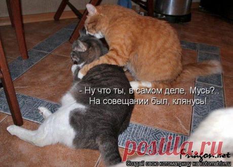 Вера в любовь (котоматрица)