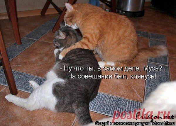 Вера в любовь (котоматрица)