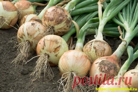 Удобрения для лука