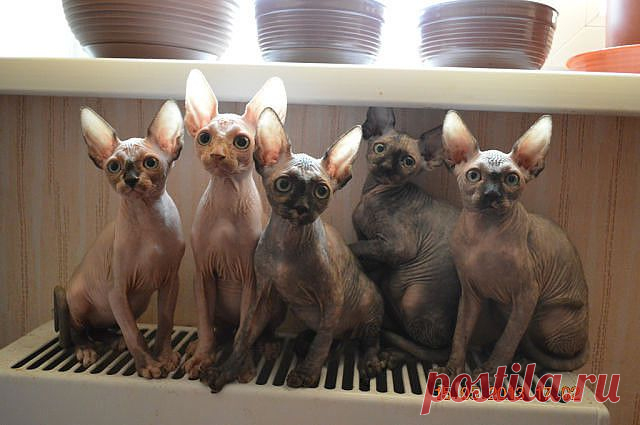 Мур-р-р-р-р
Олександр Лиходід