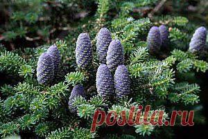 Пихта корейская. Фото | Дача - впрок