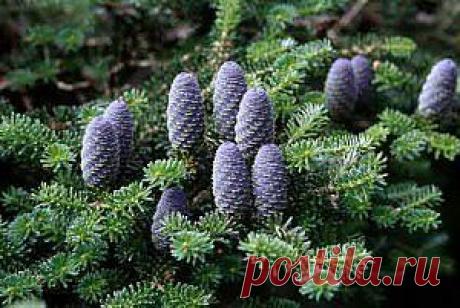 Пихта корейская. Фото | Дача - впрок