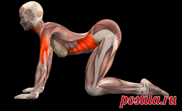 Эти упражнения избавляют от застоя в органах малого таза.