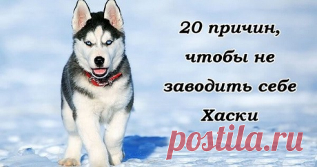 отите завести в своем доме хаски? Сначала прочтите это! Хаски – удивительно красивая порода собак. Особенно всех привлекают их невероятные голубые глаза. Красивая лохматая шерсть тоже очень нравится собаководам. Поэтому в последнее время хаски только набирают популярность среди людей, мечтающих завести собаку. И если изначально собаки породы хаски были п