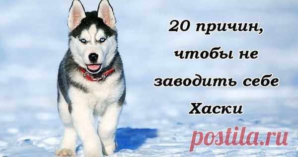 отите завести в своем доме хаски? Сначала прочтите это! Хаски – удивительно красивая порода собак. Особенно всех привлекают их невероятные голубые глаза. Красивая лохматая шерсть тоже очень нравится собаководам. Поэтому в последнее время хаски только набирают популярность среди людей, мечтающих завести собаку. И если изначально собаки породы хаски были п