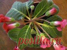 Посадка (пересадка) клубня глоксинии - Комнатные растения и цветы. Florets.ru