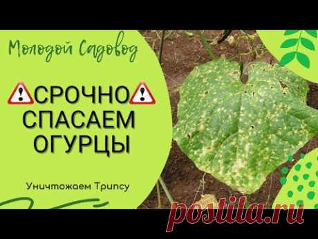 Трипсы на огурцах и лучшие методы борьбы с Трипсами
