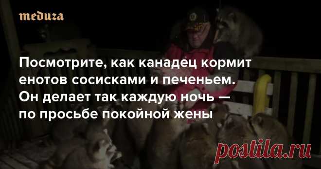 Посмотрите, как канадец кормит енотов сосисками и печеньем. Он делает так каждую ночь — по просьбе покойной жены — Meduza Каждую ночь житель Канады Джеймс Блэквуд из провинции Новая Шотландия кормит енотов, живущих в местных лесах, после чего выкладывает видео об этом на ютьюб-канале Raccoon Whisperer («Заклинатель енотов»). Недавно Блэквуд опубликовал видео, которое в отличие от других роликов посмотрели миллионы пользователей. В этой записи он кормит енотов сосисками, по...