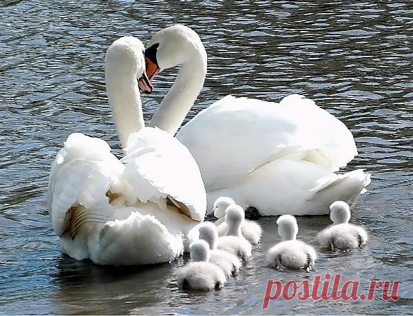 Фото ЛОТОС. Альбом Лотосы и лебеди. Чистота. - 156 фото. Фотографии Наталья Ефремова.