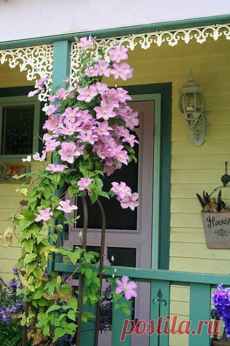 Clematis
