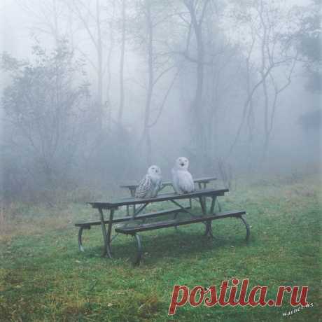 Совиные парочки