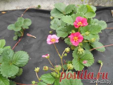 Земляника с розовыми цветами: Группа Клумбы и цветники