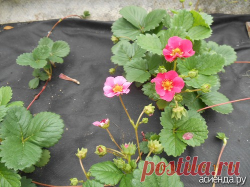 Земляника с розовыми цветами: Группа Клумбы и цветники